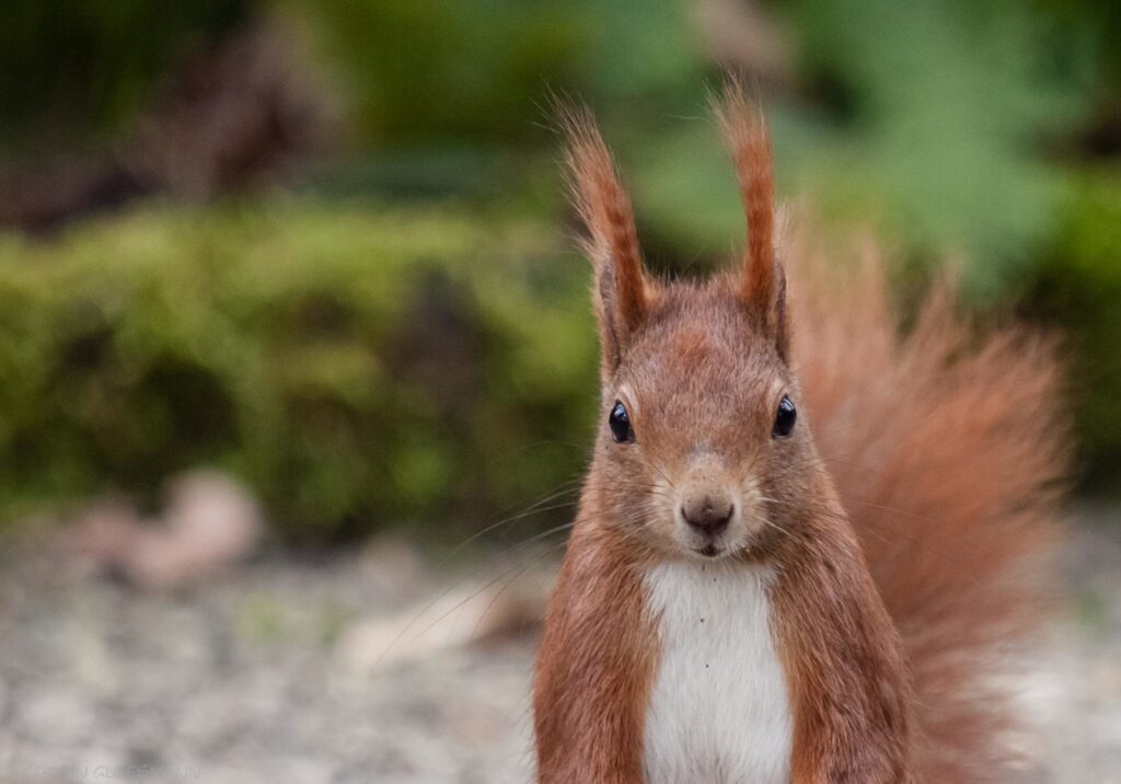 A squirrel saying hello
