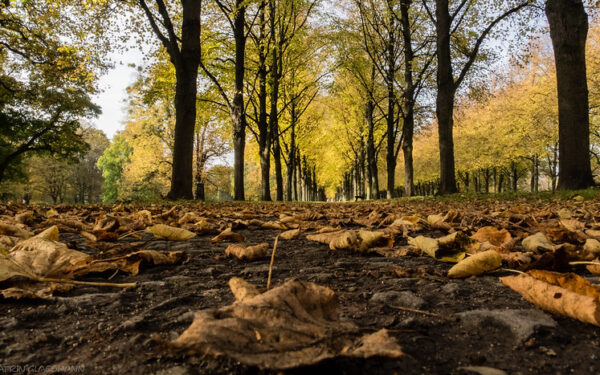 A woodland shown from a small animal's perspective