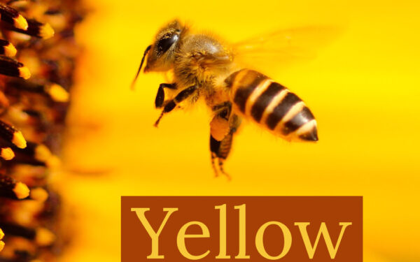 Yellow image of Bee