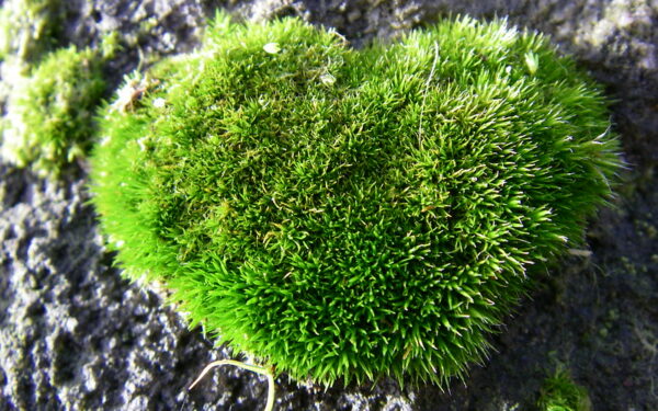 Image of a mossy heart