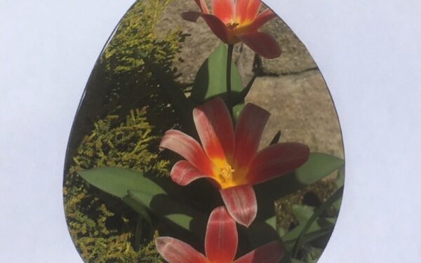 Cut-out egg shape framing tulips